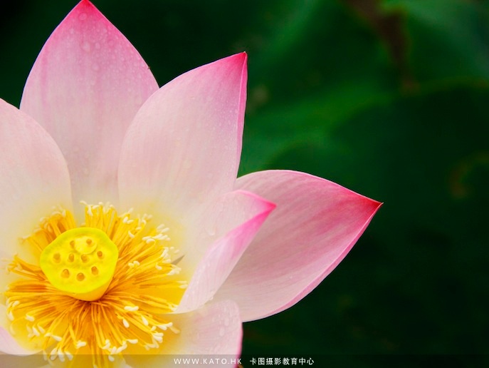 【技巧】花卉摄影技巧:《小谈夏荷摄影构图》 【技巧】花卉摄影技巧:《小谈夏荷摄影构图》