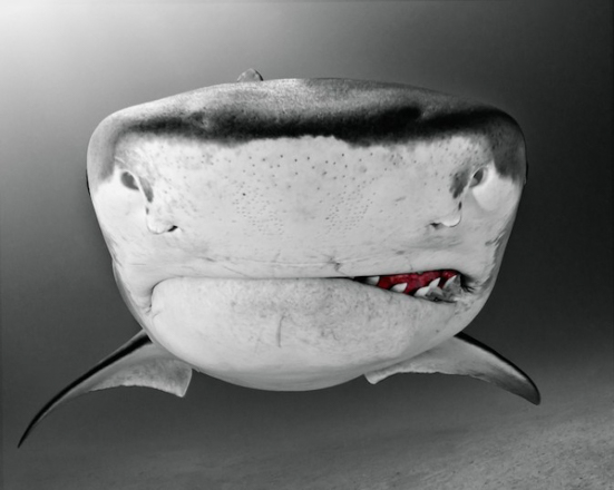 迷死人的鲨鱼的微笑2