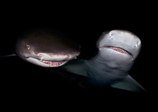 迷死人的鲨鱼的微笑8
