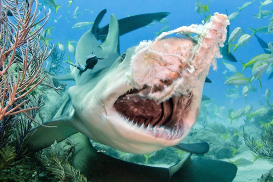 迷死人的鲨鱼的微笑9