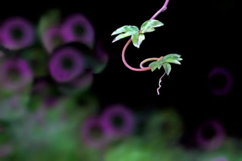 奇葩的折返镜头:虽然粗短,但很顶用!-摄影早自习第469日