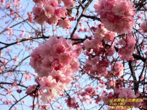 我拍的樱花 vs 别人拍的樱花!输在哪儿了?—摄影早自习第731期