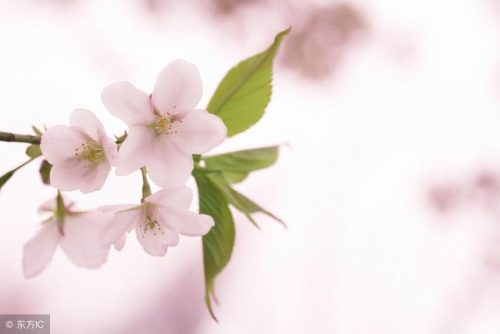 我拍的樱花 vs 别人拍的樱花!输在哪儿了?—摄影早自习第731期