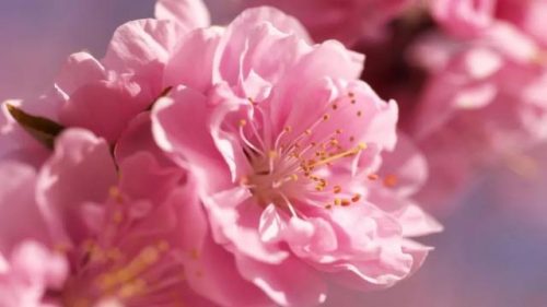 我拍的樱花 vs 别人拍的樱花!输在哪儿了?—摄影早自习第731期
