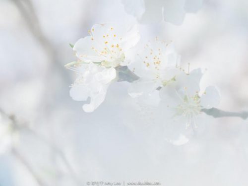 立竿见影的拍花神技:模糊的前景遮挡—摄影早自习第734期
