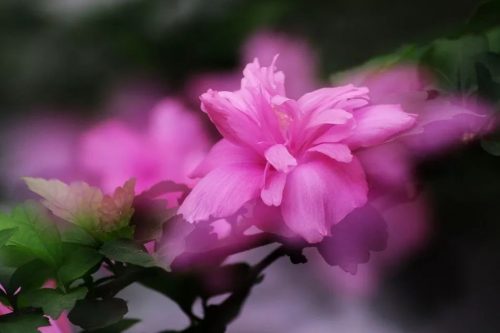 拍花也炫技:亦幻亦真的双重曝光(内附APP推荐)—摄影早自习第735期
