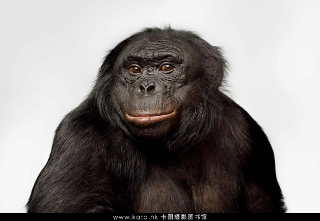 【作品】炯炯有神的证件照：Vincent J. Musi的动物摄影作品
