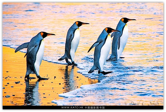 【作品】憨态可掬的企鹅与熊：David Schultz野生动物摄影作品