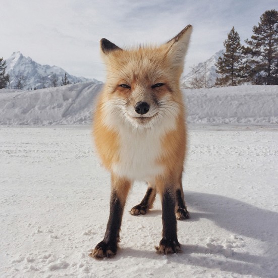 2014 IPPA iPhone 摄影奖获奖作品：动物类第一名，摄影：Michael O’Neal（美国）
