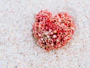 摄影作品：沙滩上的红珊瑚