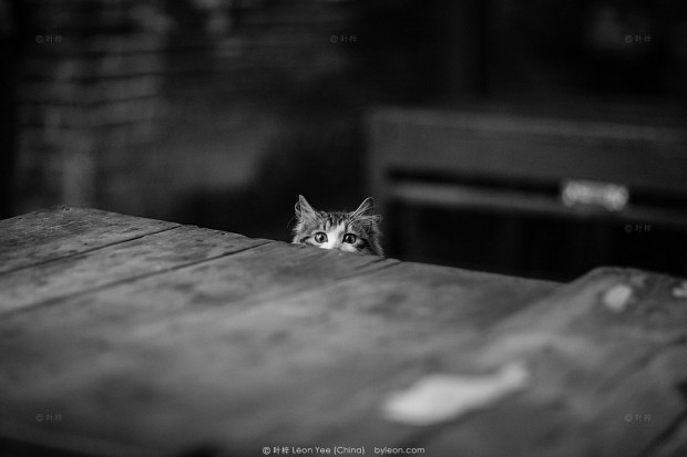 黑白摄影小猫咪