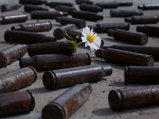 Daisy growing out of an empty bullet