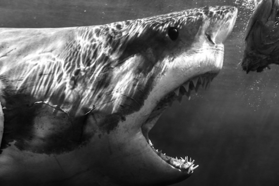 迷死人的鲨鱼的微笑3