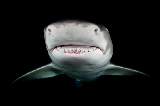 迷死人的鲨鱼的微笑7